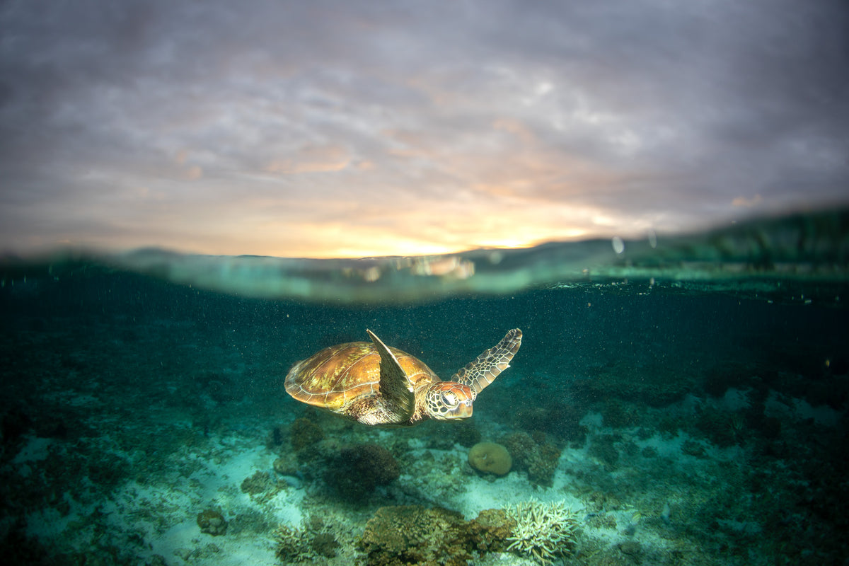 Lady Elliot Island Turtle 2