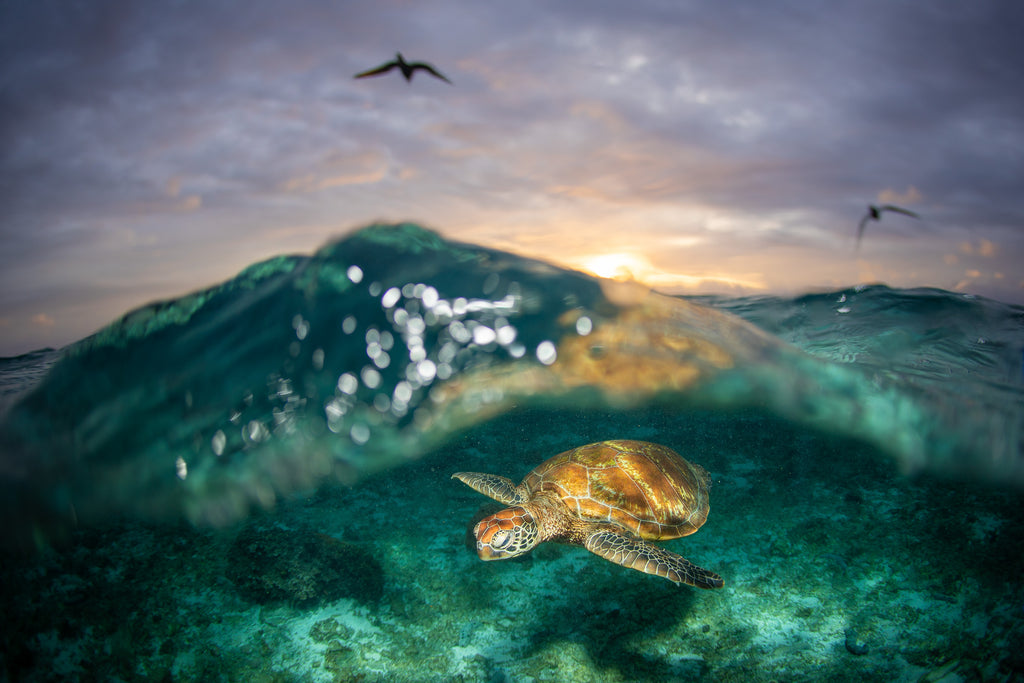 Lady Elliot Island Turtle