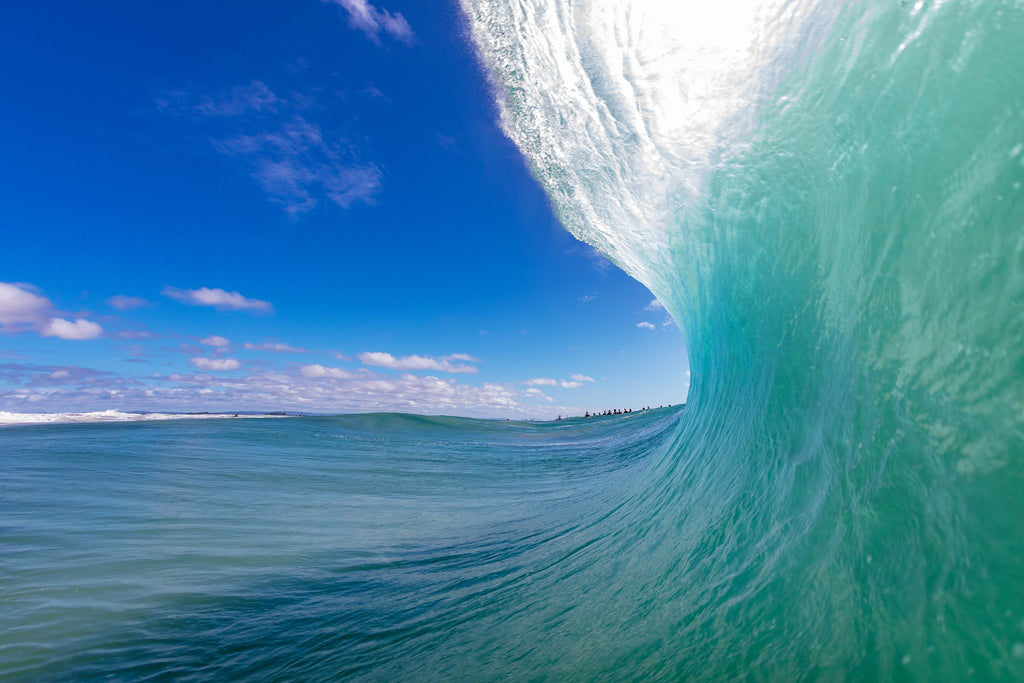 Surf Snapper