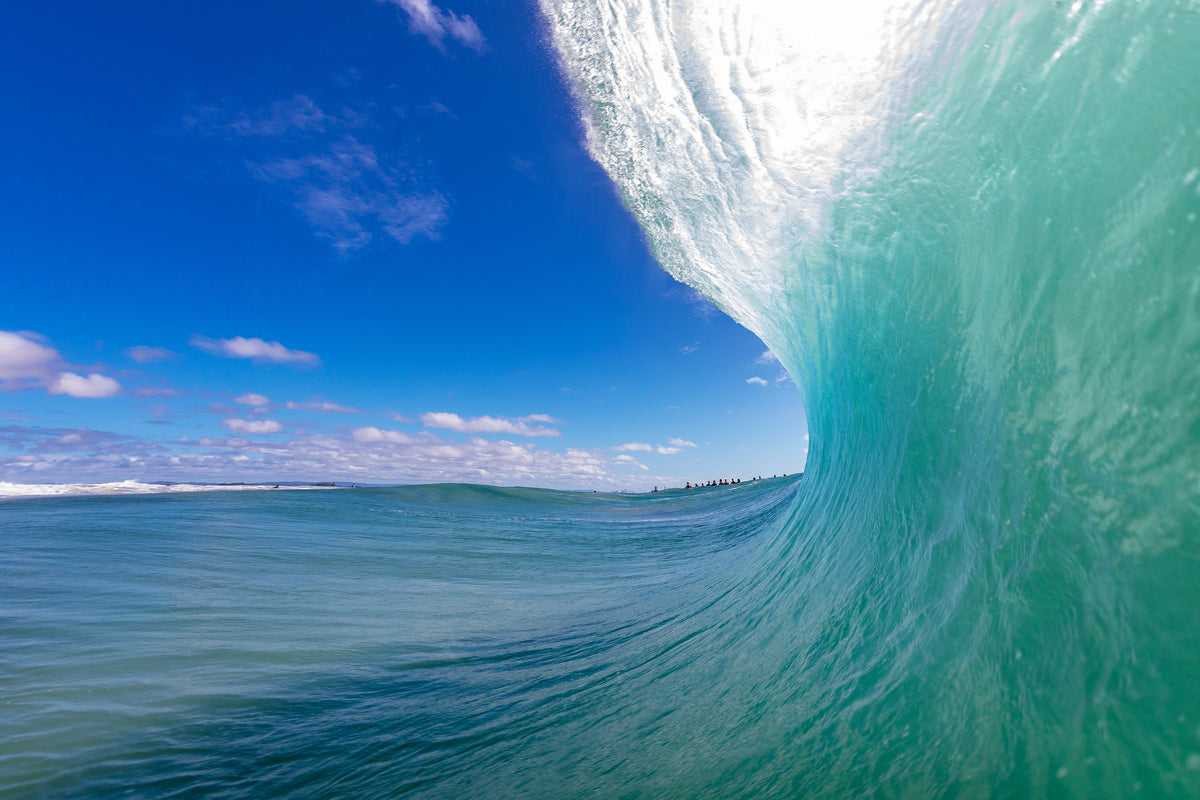 Surf Snapper