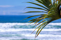 Surfers Paradise Pandanus
