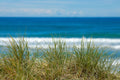 Surfers Paradise Seagrass