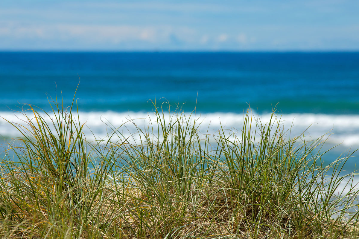 Surfers Paradise Seagrass